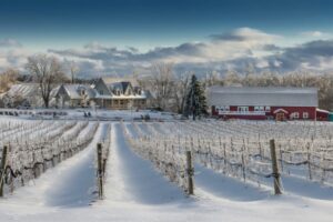 Photography: © Daniel Vaughan (vaughangroup.ca) A frosted vineyard in winter leading toward a large grey farmhouse and a classic red barn under a cloudy sky.