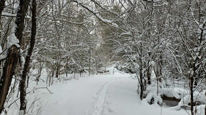 A winter view of a tree lined path with snow