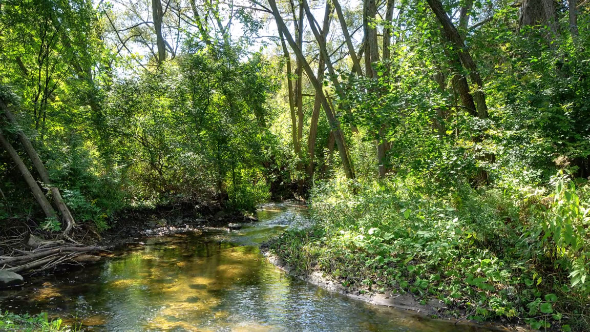 A creek with a greenery and tree canopy